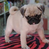 Pug, Köpek  yok fotoğrafı