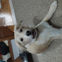 Labrador Retriever, Köpek  Köpük fotoğrafı
