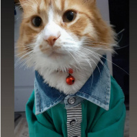 Sarman, Kedi  ceviz bey fotoğrafı