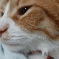 Sarman, Kedi  ceviz bey fotoğrafı