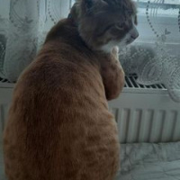 Sarman, Kedi  ceviz bey fotoğrafı