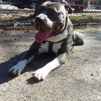 Amerikan Pitbull Terrier, Köpek  Pablo fotoğrafı