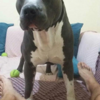 Amerikan Pitbull Terrier, Köpek  Pablo fotoğrafı