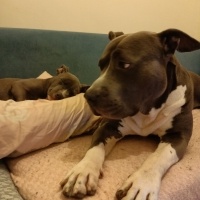 Amerikan Pitbull Terrier, Köpek  Pablo fotoğrafı