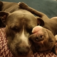 Amerikan Pitbull Terrier, Köpek  Pablo fotoğrafı