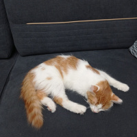 Sarman, Kedi  Çakıl fotoğrafı
