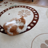 Sarman, Kedi  Çakıl fotoğrafı