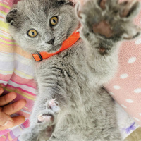 Scottish Fold, Kedi  Duman fotoğrafı