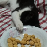 Tuxedo (Smokin) Kedi, Kedi  Tuncay fotoğrafı