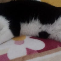 Tuxedo (Smokin) Kedi, Kedi  Tuncay fotoğrafı