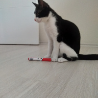 Tuxedo (Smokin) Kedi, Kedi  Tuncay fotoğrafı