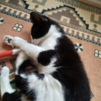 Tuxedo (Smokin) Kedi, Kedi  Tuncay fotoğrafı