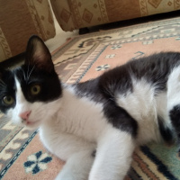 Tuxedo (Smokin) Kedi, Kedi  Tuncay fotoğrafı