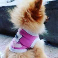 Pomeranyalı, Köpek  Hugo fotoğrafı