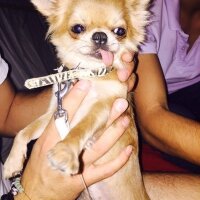 Chihuahua, Köpek  ZIRIL fotoğrafı