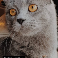 British Shorthair, Kedi  Gümüş fotoğrafı