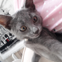 Mavi Rus, Kedi  Dumi fotoğrafı