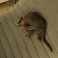 Mavi Rus, Kedi  Dumi fotoğrafı