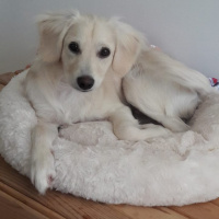 Maltese, Köpek  ADA fotoğrafı