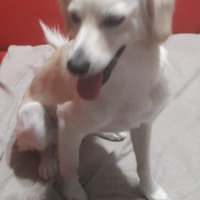 Maltese, Köpek  ADA fotoğrafı