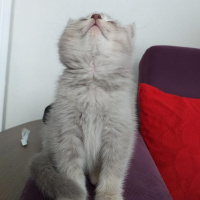 British Shorthair, Kedi  Oscar fotoğrafı