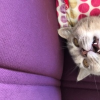 British Shorthair, Kedi  Oscar fotoğrafı