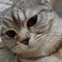 Scottish Fold, Kedi  Gümüş fotoğrafı