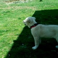 Golden Retriever, Köpek  rüzgar fotoğrafı