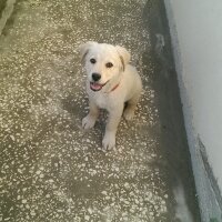 Golden Retriever, Köpek  rüzgar fotoğrafı