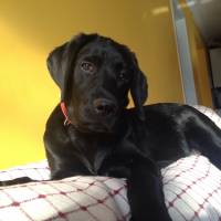 Labrador Retriever, Köpek  Robin fotoğrafı