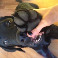 Labrador Retriever, Köpek  Robin fotoğrafı