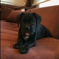 Cane Corso Italiano, Köpek  Tyson tim dog kennel fotoğrafı