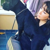 Cane Corso Italiano, Köpek  Tyson tim dog kennel fotoğrafı