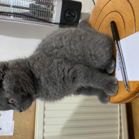 Scottish Fold, Kedi  Bella fotoğrafı