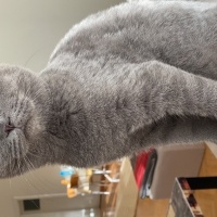 Scottish Fold, Kedi  Bella fotoğrafı