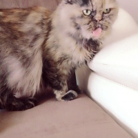Chinchilla, Kedi  Şila fotoğrafı