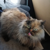 Chinchilla, Kedi  Şila fotoğrafı