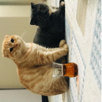 Scottish Fold, Kedi  Benjamin fotoğrafı