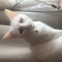 Van Kedisi, Kedi  Arwen &cesur fotoğrafı
