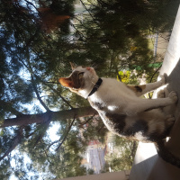 Tekir Kedi, Kedi  Marmelat fotoğrafı