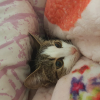 Tekir Kedi, Kedi  Marmelat fotoğrafı
