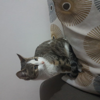 Tekir Kedi, Kedi  Marmelat fotoğrafı