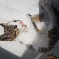 Tekir Kedi, Kedi  Marmelat fotoğrafı