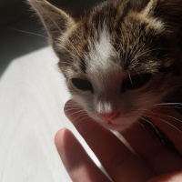 Tekir Kedi, Kedi  Marmelat fotoğrafı