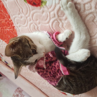 Tekir Kedi, Kedi  Marmelat fotoğrafı