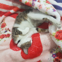 Tekir Kedi, Kedi  Marmelat fotoğrafı