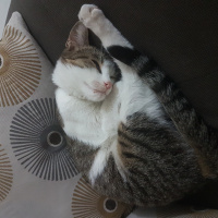 Tekir Kedi, Kedi  Marmelat fotoğrafı