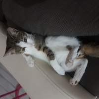 Tekir Kedi, Kedi  Marmelat fotoğrafı