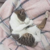 Tekir Kedi, Kedi  Marmelat fotoğrafı