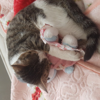 Tekir Kedi, Kedi  Marmelat fotoğrafı